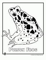 Rainforest Endangered Frog Animaljr Poison Species Dart sketch template