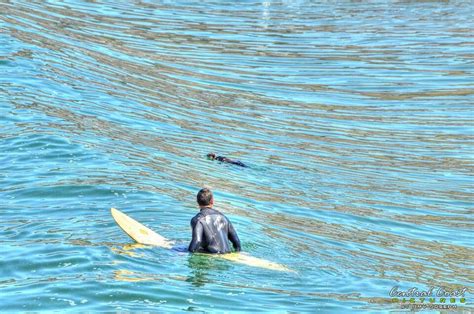 Pismo Beach Ca Sea Otter Otters Surfer