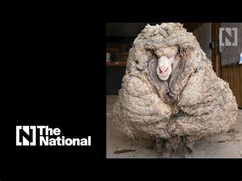 pounds  wool sheared  sheep  living   wild  news  detroit