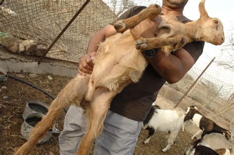 بالصور حالة نادرة معزة ثنائية الجنس بالفجيرة عبر