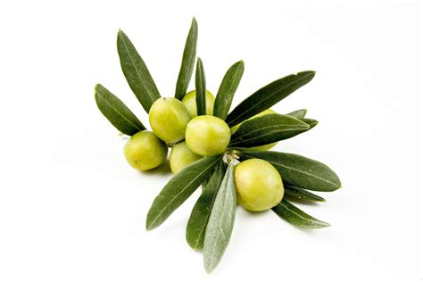 harker herbals olive leaf