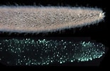 Afbeeldingsresultaten voor Pyrosoma. Grootte: 155 x 100. Bron: www.eurekalert.org