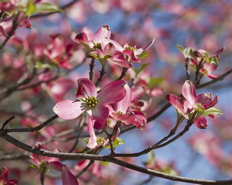 pink flowering dogwood tree cornus florida photograph  kathy clark