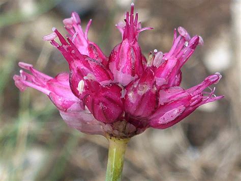 uk wildflowers amaryllidaceae allium sphaerocephalon  headed leek