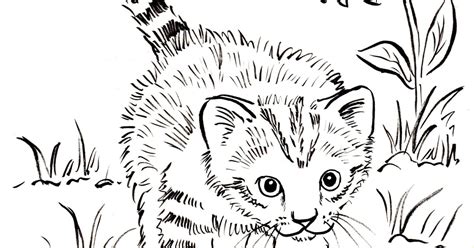 kitten coloring page samantha bell