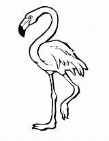 Flamingo Coloring Pages Outline Clipart Drawing Cartoon Flamingos Printable Color Simple Bird Print Cute Book Colouring Drawings Kids Animal Clipartmag sketch template