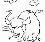Coloring Pages West Wild Bison Cowboy Cape Buffalo Horse Bucking Getcolorings Printable Getdrawings Hellokids sketch template