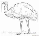 Emu Draw Bird Drawing Step Animal Animals Kids Templates Tutorials Painting Kangaroo sketch template