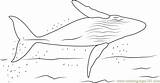Sapphire Whale Coloringpages101 sketch template