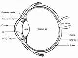 Eye Diagram Anatomy Human Eyes Clipart Parts Drawing Labeled Simple Sketch Unlabeled Label Body Science Class Labels Cliparts Structure Draw sketch template