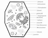 Pflanzenzelle Aufbau Biologie Zelle Tierzelle Zellorganellen Zellen Funktion Lernen Menschliche Studyhelp Besteht Woraus sketch template