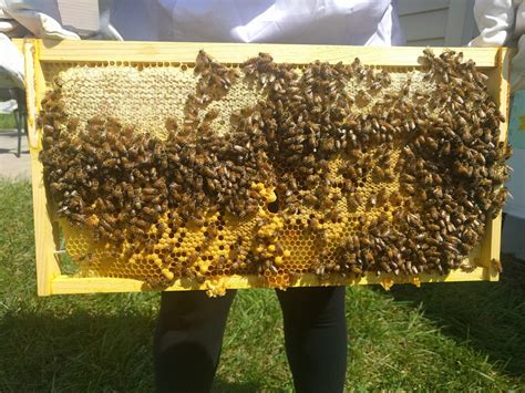 drone cells beekeeping