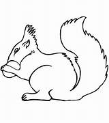 Squirrel Scoiattolo Tupai Stampare Scoiattoli Koleksi Pewarna Paling Bayi Berlatih Mewarna Scaricare Squirrels sketch template