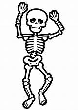 Skeletons Template Anatomy sketch template