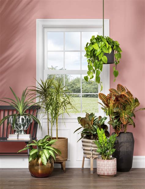 indoor potted plant arrangement ideas gardenideazcom