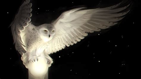 white owl desktop backgrounds wallpaper owl wallpaper owl