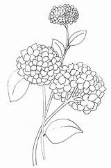Hydrangea Hydrangeas sketch template