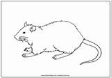 Ratte Rats Malvorlagen Letzte sketch template