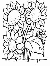 Coloring Pages Flowers Flower Sun Kids Printable sketch template
