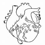 Corazon Corazones Organ Anatomical sketch template