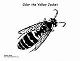 Coloring Yellow Jacket Yellowjacket Support Coloringnature sketch template