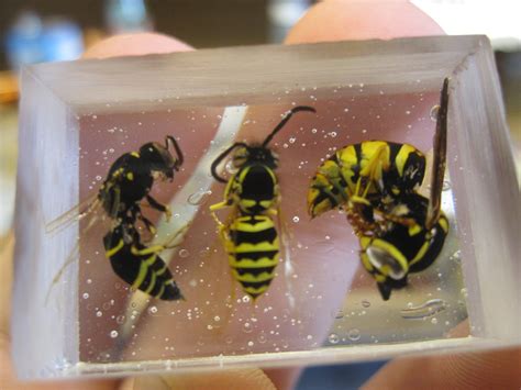 encapsulate insects  resin instructables