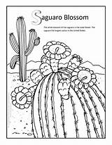 Coloring Pages Saguaro Blossom Desert Ecosystem Drawing Arkansas Navajo Flower State Cactus Getcolorings Paintingvalley Drawings Getdrawings Print sketch template