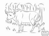Buffalo Outline Drawing Water Coloring Getdrawings sketch template