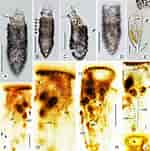 Afbeeldingsresultaten voor "tintinnopsis Pusilla/laevis". Grootte: 150 x 151. Bron: www.researchgate.net