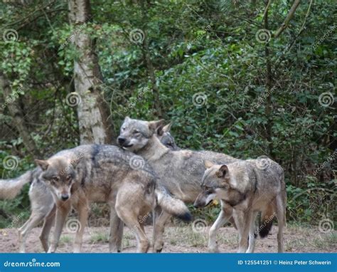 wolves   great outdoors stock image image  animal cold