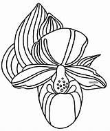 Lady Slipper Clipart Pink Wildflower State Clipground Hampshire Clip sketch template