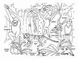 Rainforest Animals Coloring Jungle Pages Drawing Habitat Forest Kids Trees Safari Animal Drawings Baby Tropical Scene Getdrawings Paintingvalley Junction Color sketch template