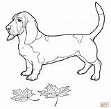 Hound Basset Coloring Pages Bassett Dog Drawing Click Designlooter Getdrawings Color Categories Supercoloring sketch template