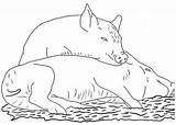 Pigs Everfreecoloring Cochons sketch template