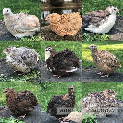 murray mcmurray hatchery assorted coturnix quail
