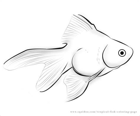 black  white drawing   goldfish   white background