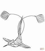 Hummingbird Coloring Marvellous Spatuletail Pages Drawing Categories sketch template