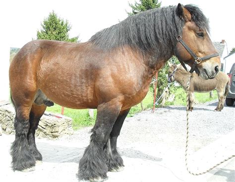 belgian draft horse info origin history pictures