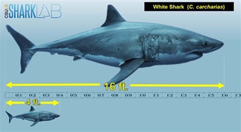 juvenile white shark behavior  biology shark lab california