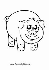Schwein Ausmalbilder Schweine Ausmalen Malvorlagen Tiere Bauernhof Kinder Kostenlosen Glueckliches sketch template
