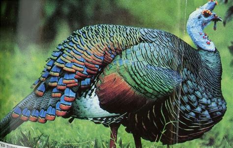 Another Pic Of The Beautiful Turkey From Guatamala