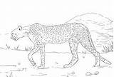 Coloring Pages Sahara Saharan Cheetah Desert sketch template