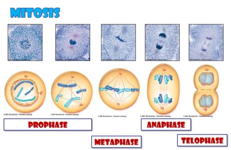 Cell Divisions 1 Mitotic The Cell Cycle