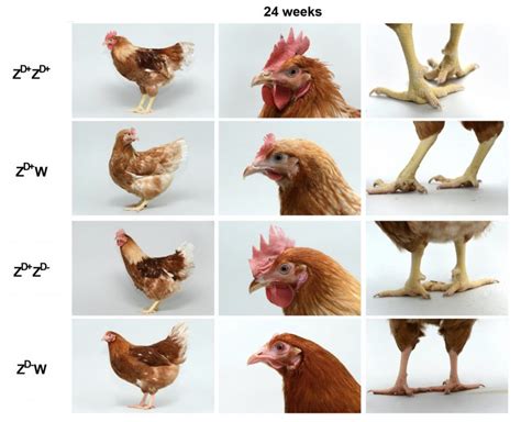 primary sex determination in chickens depends on dmrt1 dosage but