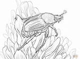 Coloring Pages Beetle Japanese Sits Flower Drawing Printable sketch template