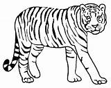 Tiger Coloring Pages Tigers Drawing Color Lion Bengal Detroit Animal Siberian Printable Kids Baby Colouring Animals Pencil Tooth Realistic Saber sketch template