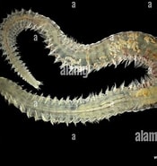 Afbeeldingsresultaten voor "naineris Quadricuspida". Grootte: 175 x 185. Bron: www.alamy.com