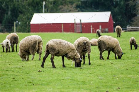 flock  sheep grazing  agriculture ovis aries  agricultural nature stock