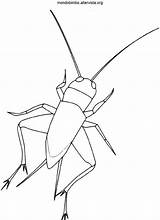 Insetti Grillo Insects Disegno Coloradisegni Ready Stampare Pages2color Degli sketch template
