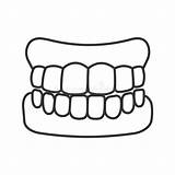 Dentures Contour Jaw Denture sketch template